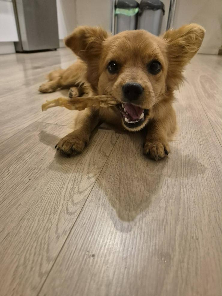 Bild 6: Geronimo ist aufgeschlossen und zeigt eine große Zuneigung zu Menschen.