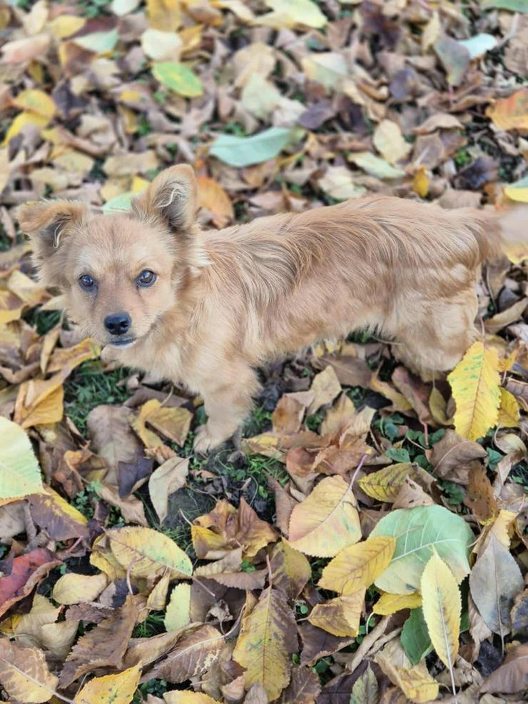 Bild 2: Geronimo ist aufgeschlossen und zeigt eine große Zuneigung zu Menschen.