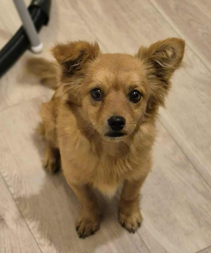 Bild 3: Geronimo ist aufgeschlossen und zeigt eine große Zuneigung zu Menschen.