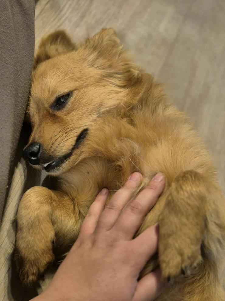 Bild 7: Geronimo ist aufgeschlossen und zeigt eine große Zuneigung zu Menschen.