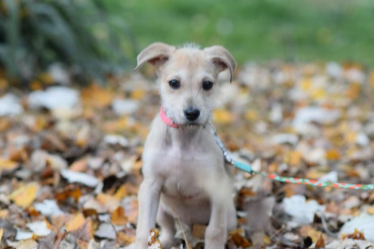 Bild 2: Lim ist freundlich mit Kindern und versteht sich gut mit anderen Hunden.