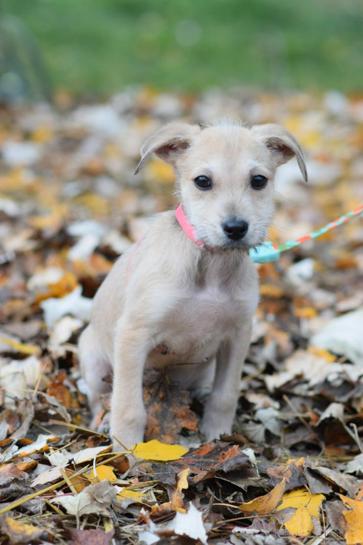 Lim ist freundlich mit Kindern und versteht sich gut mit anderen Hunden.