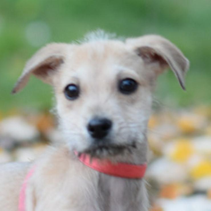 Bild 6: Lim ist freundlich mit Kindern und versteht sich gut mit anderen Hunden.