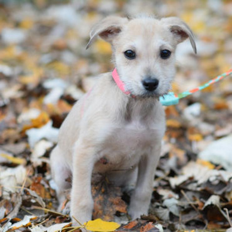 Bild 7: Lim ist freundlich mit Kindern und versteht sich gut mit anderen Hunden.