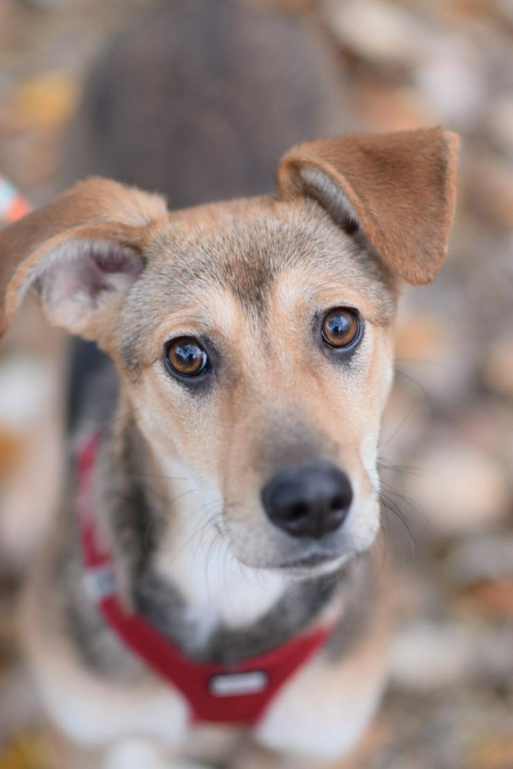 Jogobella ist eine charmante Junghündin.