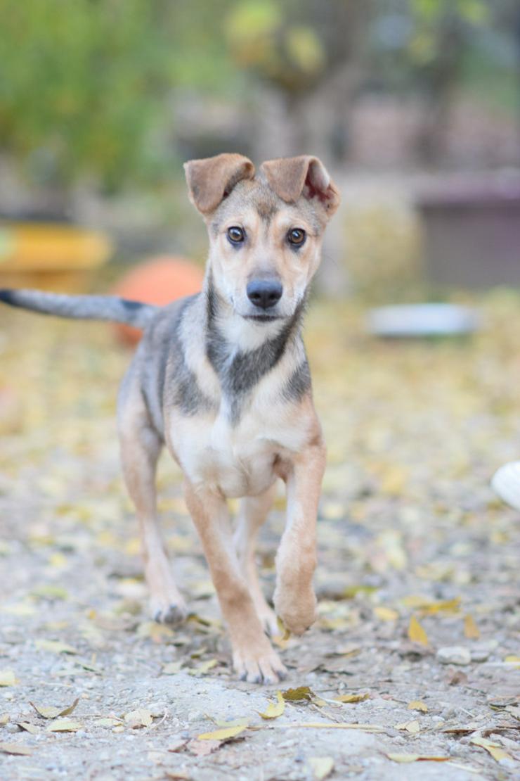 Bild 6: Jogobella ist eine charmante Junghündin.