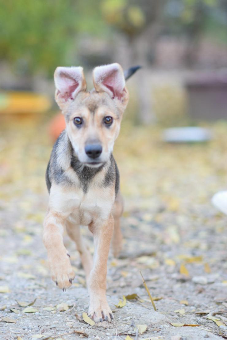 Bild 7: Jogobella ist eine charmante Junghündin.