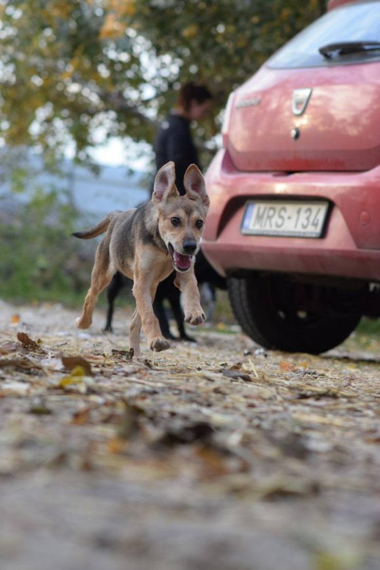 Bild 10: Jogobella ist eine charmante Junghündin.
