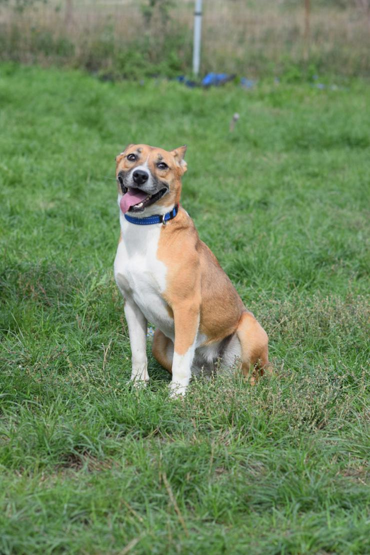 Bild 4: Caroline ist ein sehr nettes und freundliches Hundefräulein.