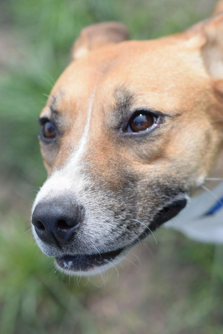 Bild 5: Caroline ist ein sehr nettes und freundliches Hundefräulein.