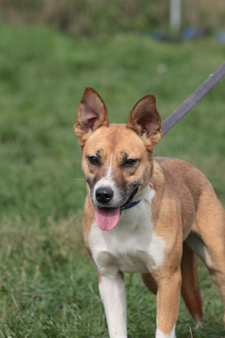 Bild 3: Caroline ist ein sehr nettes und freundliches Hundefräulein.
