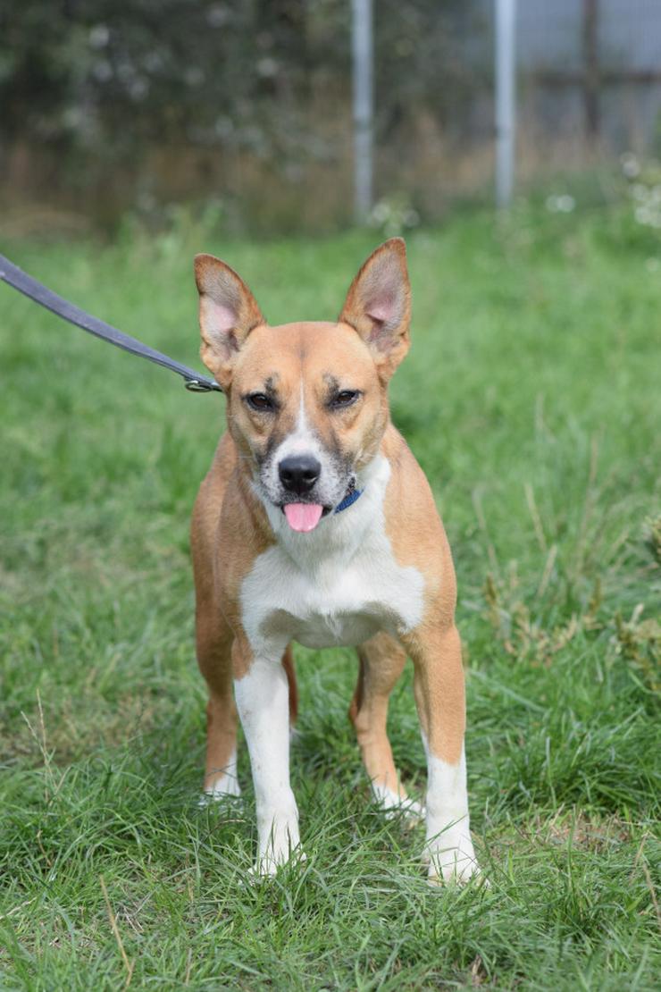 Bild 8: Caroline ist ein sehr nettes und freundliches Hundefräulein.