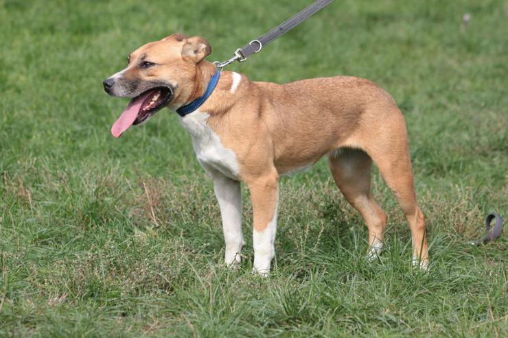 Bild 9: Caroline ist ein sehr nettes und freundliches Hundefräulein.