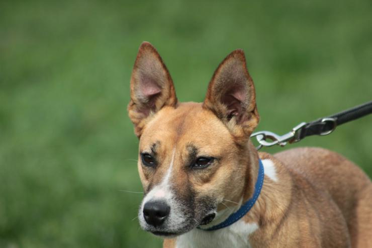 Bild 2: Caroline ist ein sehr nettes und freundliches Hundefräulein.