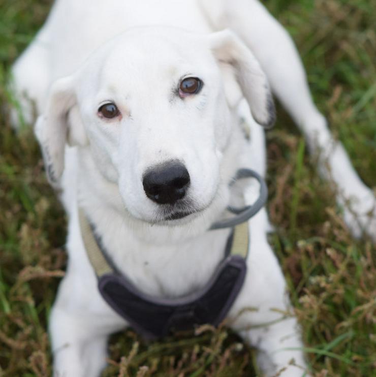 Bild 9: Cindy ist eine aufgeschlossene Hündin, die Menschen sehr mag und äußerst verschmust ist.