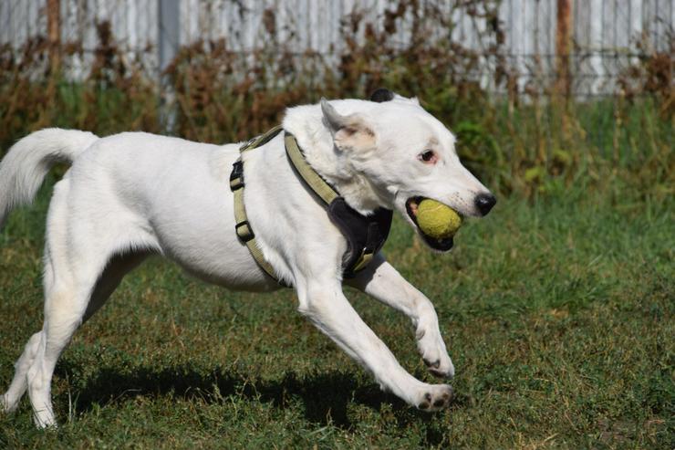 Bild 4: Cindy ist eine aufgeschlossene Hündin, die Menschen sehr mag und äußerst verschmust ist.