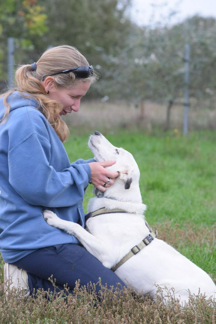 Bild 6: Cindy ist eine aufgeschlossene Hündin, die Menschen sehr mag und äußerst verschmust ist.