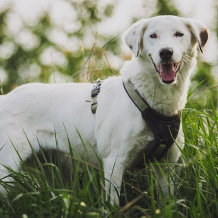 Bild 10: Cindy ist eine aufgeschlossene Hündin, die Menschen sehr mag und äußerst verschmust ist.
