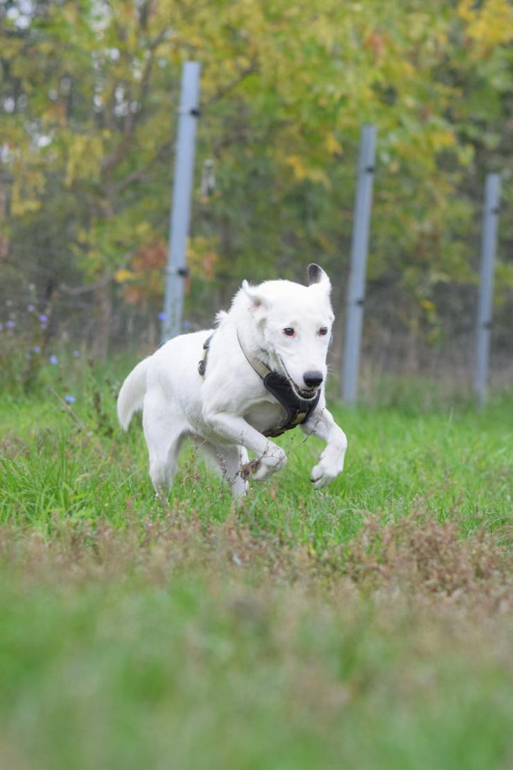 Bild 5: Cindy ist eine aufgeschlossene Hündin, die Menschen sehr mag und äußerst verschmust ist.