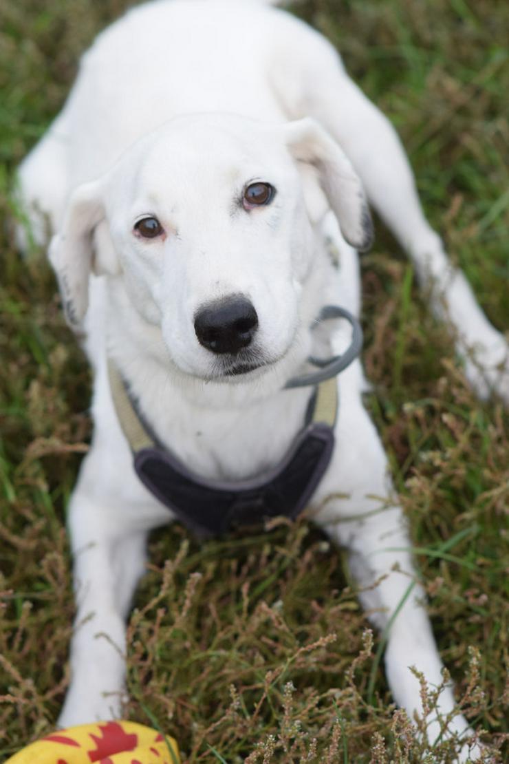 Bild 3: Cindy ist eine aufgeschlossene Hündin, die Menschen sehr mag und äußerst verschmust ist.