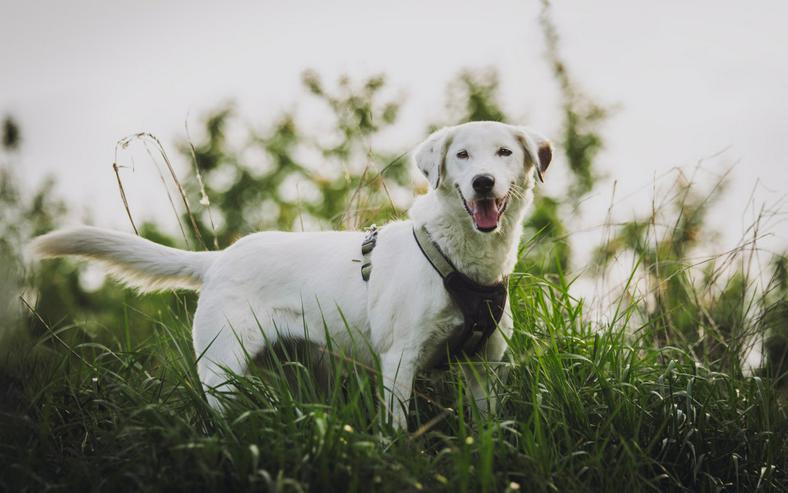 Cindy ist eine aufgeschlossene Hündin, die Menschen sehr mag und äußerst verschmust ist.