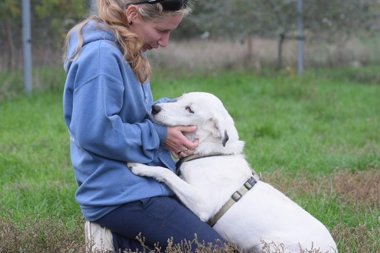Bild 7: Cindy ist eine aufgeschlossene Hündin, die Menschen sehr mag und äußerst verschmust ist.