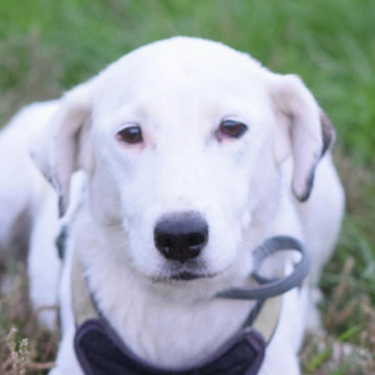 Bild 8: Cindy ist eine aufgeschlossene Hündin, die Menschen sehr mag und äußerst verschmust ist.