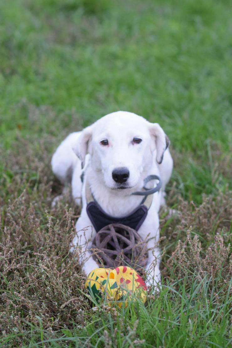 Bild 2: Cindy ist eine aufgeschlossene Hündin, die Menschen sehr mag und äußerst verschmust ist.