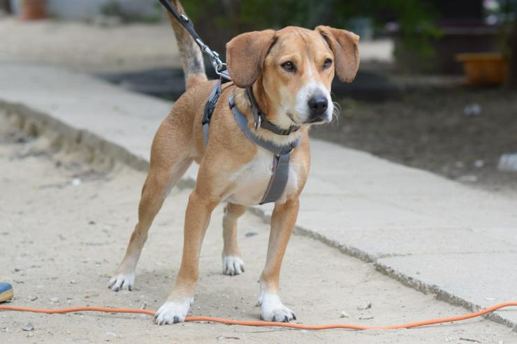 Bild 6: Ludwig sucht ein fürsorgliches Zuhause.