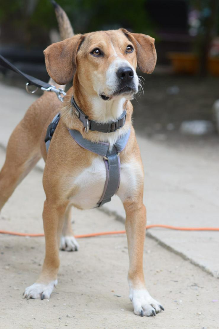 Bild 5: Ludwig sucht ein fürsorgliches Zuhause.