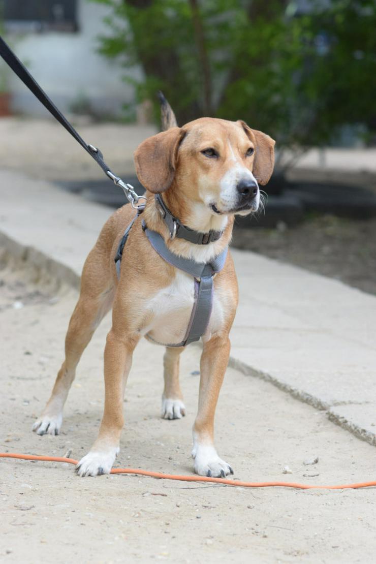 Bild 7: Ludwig sucht ein fürsorgliches Zuhause.