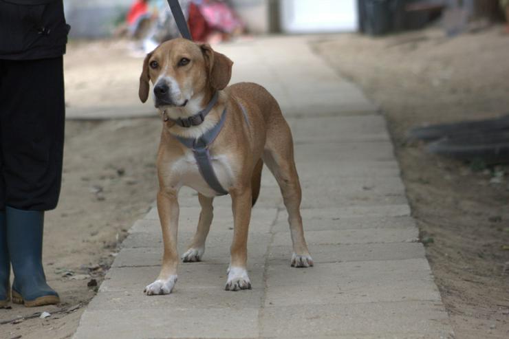 Bild 10: Ludwig sucht ein fürsorgliches Zuhause.