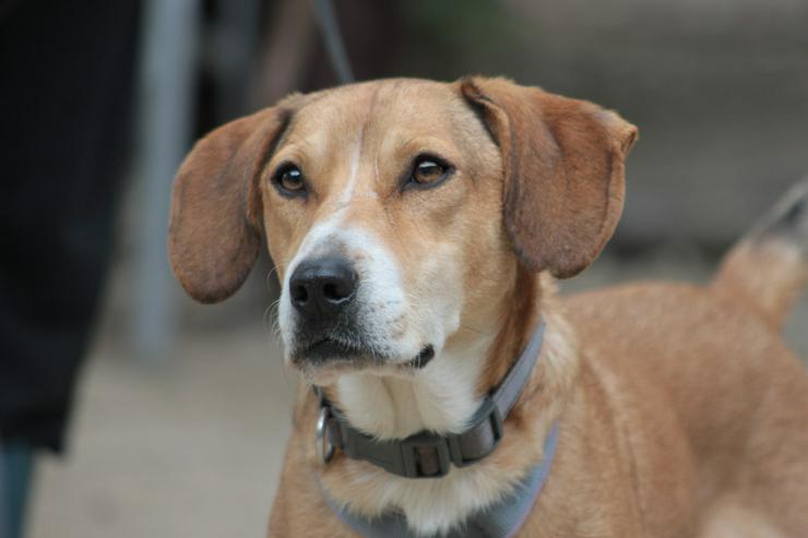 Ludwig sucht ein fürsorgliches Zuhause. - Mischlingshunde - Bild 1