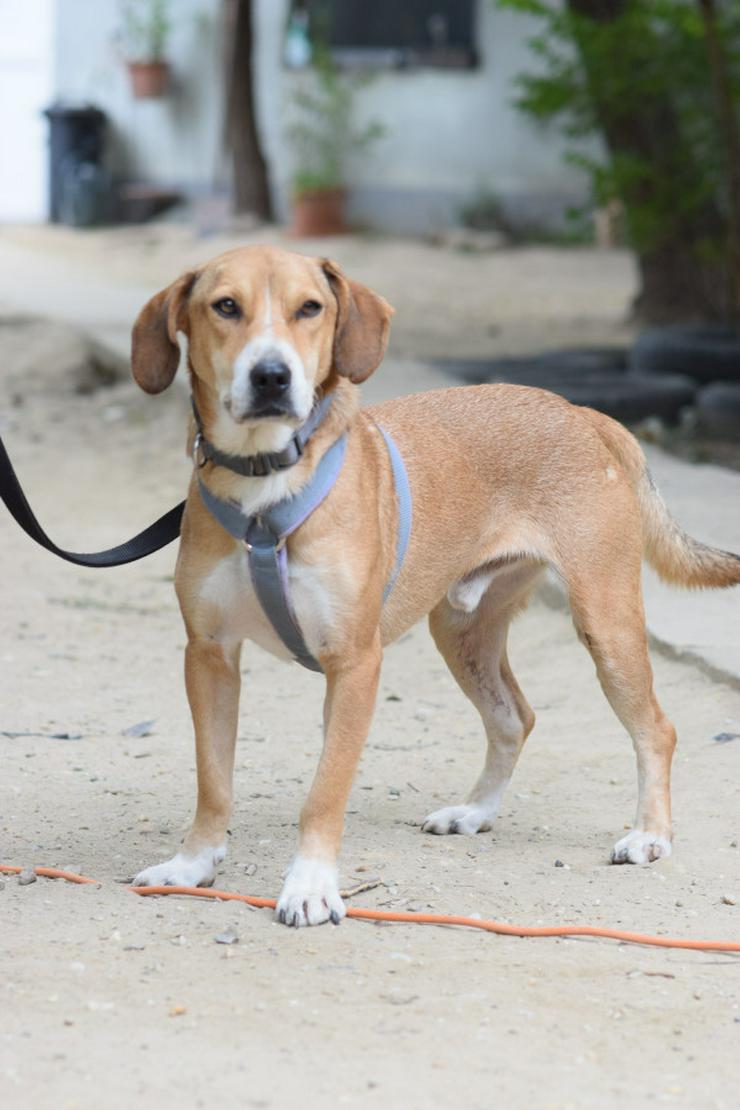 Bild 2: Ludwig sucht ein fürsorgliches Zuhause.