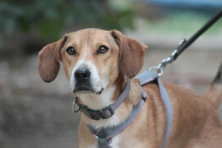 Bild 3: Ludwig sucht ein fürsorgliches Zuhause.