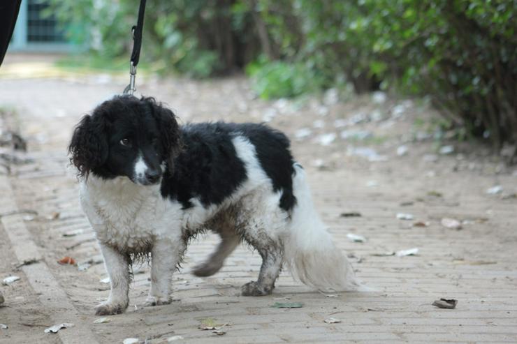 Bild 3: Elli sucht ein tolles Zuhause.