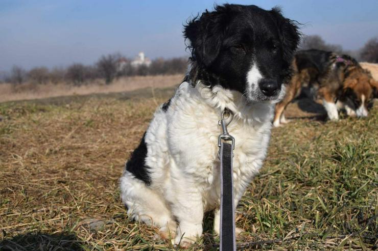 Bild 6: Elli sucht ein tolles Zuhause.