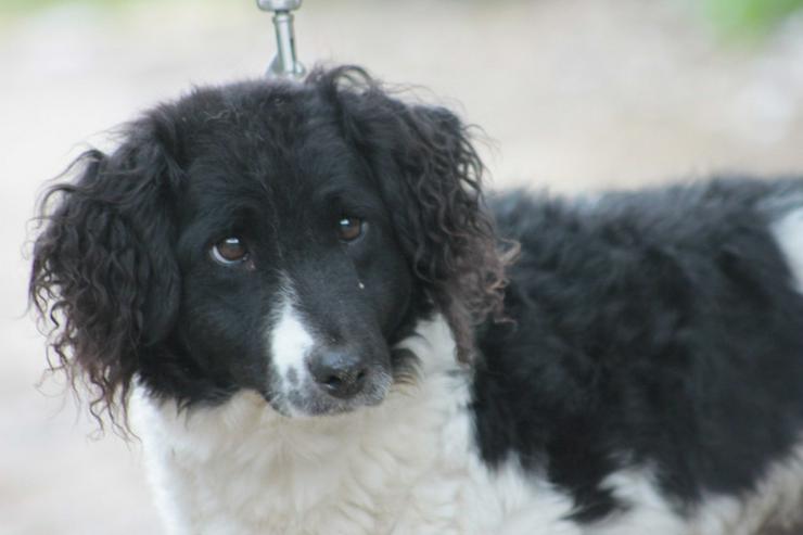 Bild 2: Elli sucht ein tolles Zuhause.