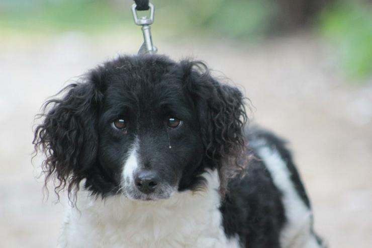 Elli sucht ein tolles Zuhause. - Mischlingshunde - Bild 1