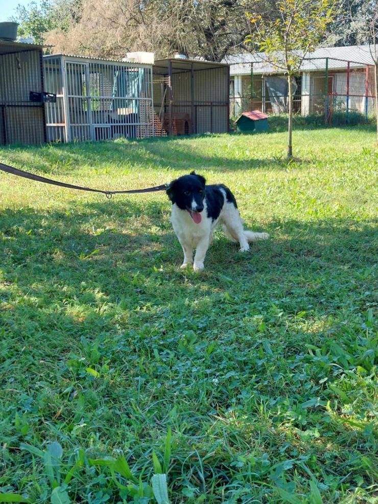 Bild 5: Elli sucht ein tolles Zuhause.