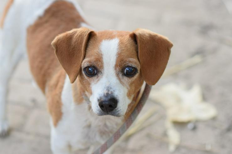 Hugo ist ein liebenswerter Mischlingsrüde.