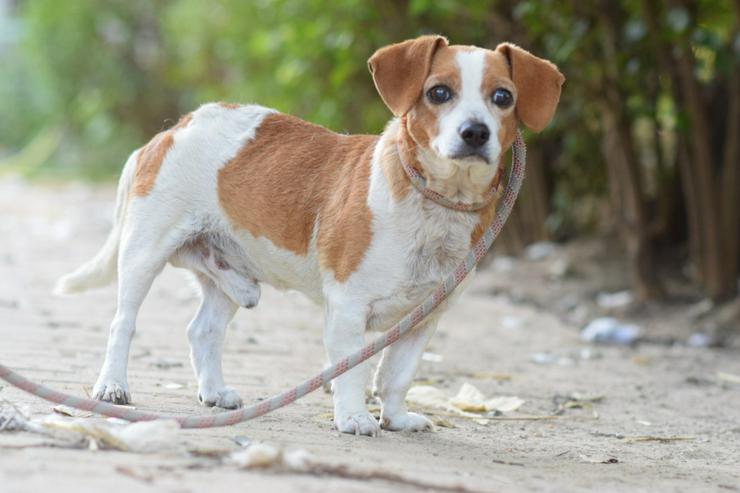 Bild 2: Hugo ist ein liebenswerter Mischlingsrüde.