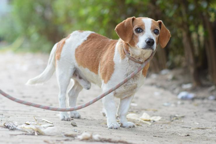 Bild 5: Hugo ist ein liebenswerter Mischlingsrüde.