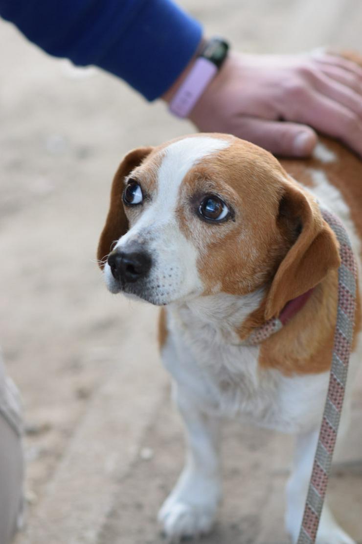 Bild 4: Hugo ist ein liebenswerter Mischlingsrüde.