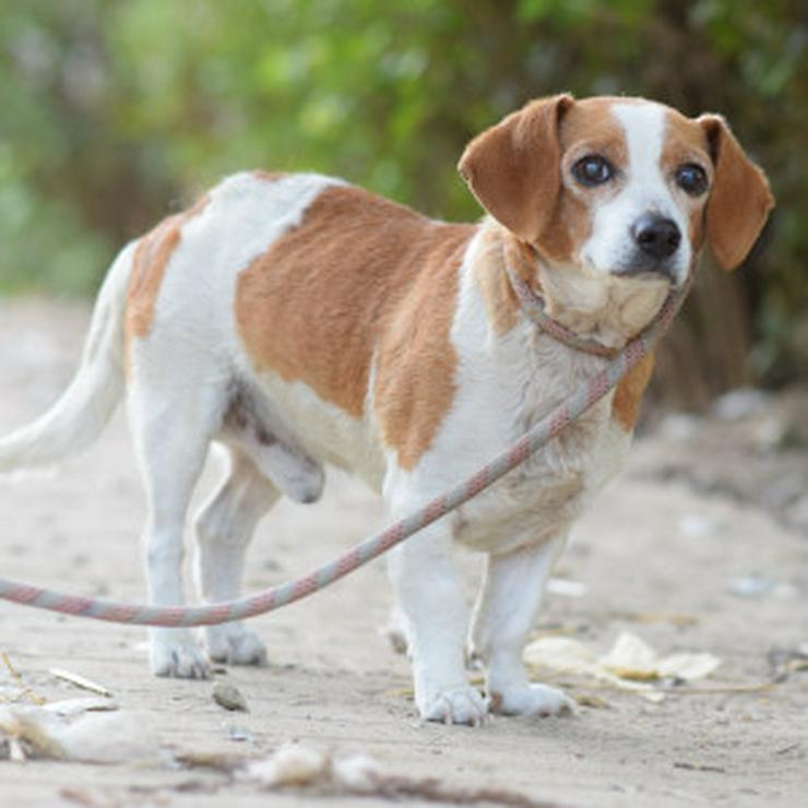 Bild 7: Hugo ist ein liebenswerter Mischlingsrüde.