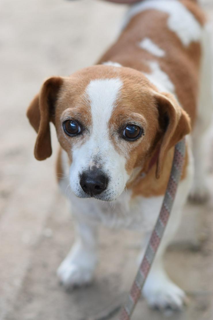 Bild 3: Hugo ist ein liebenswerter Mischlingsrüde.