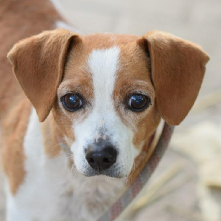 Bild 6: Hugo ist ein liebenswerter Mischlingsrüde.