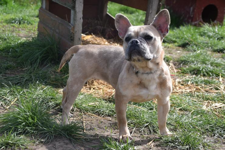 Bild 3: Alicent ist eine aufgeweckte und tolle kleine Maus und wünscht sich eine eigene Familie.