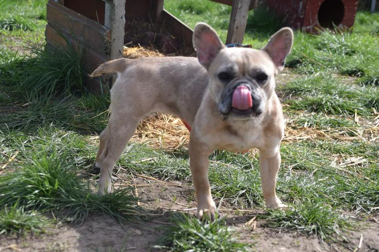 Bild 4: Alicent ist eine aufgeweckte und tolle kleine Maus und wünscht sich eine eigene Familie.