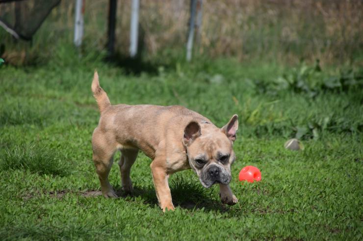 Bild 9: Alicent ist eine aufgeweckte und tolle kleine Maus und wünscht sich eine eigene Familie.